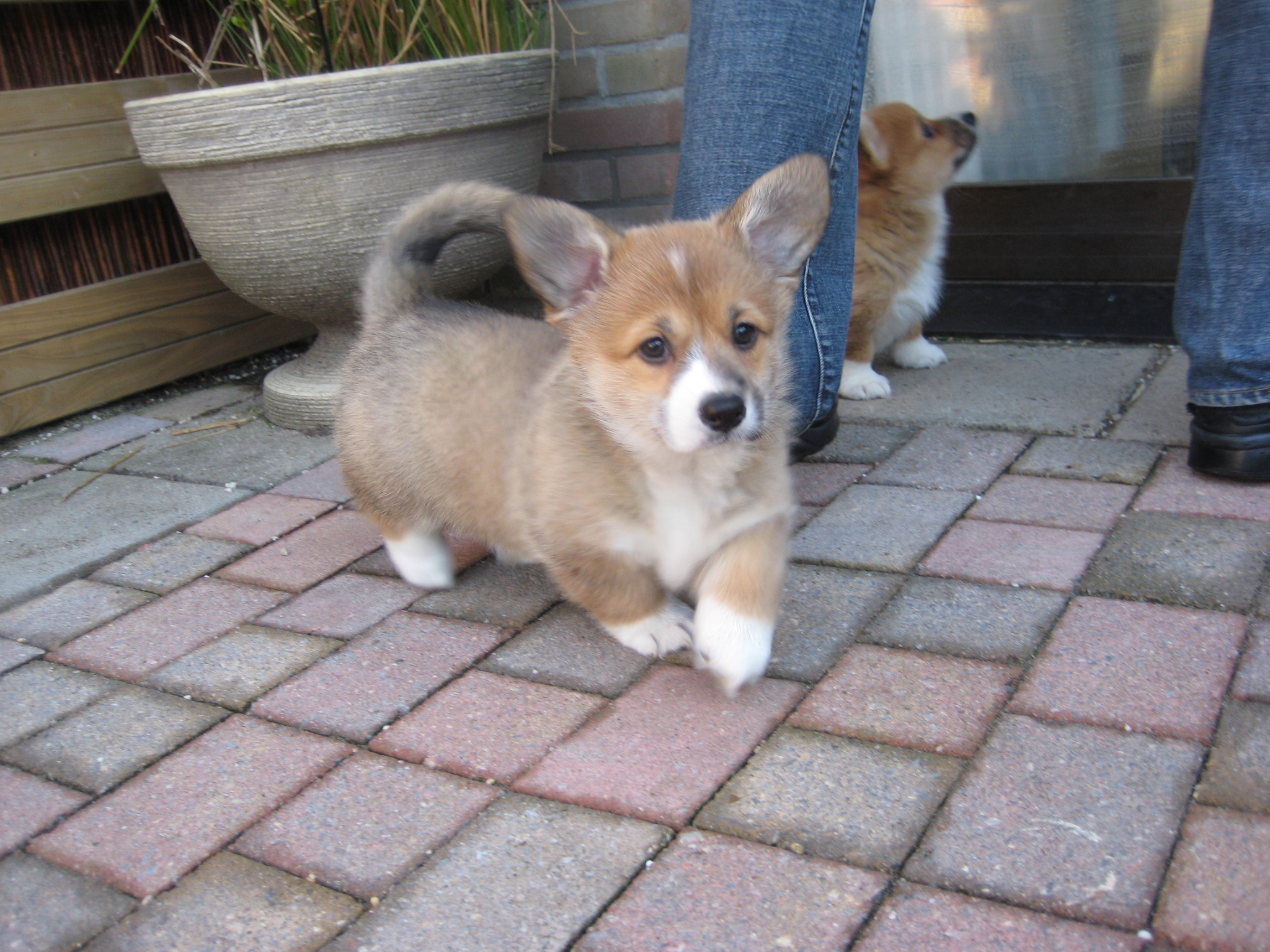 Puppy's
